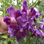 Papilionanda Chao Praya Violet Flowerng Size